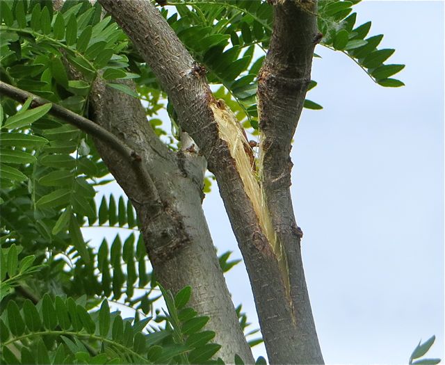 A few days ago I mentioned that we had come home to a tree with a split branch due to a wind storm.