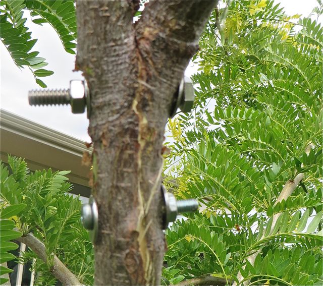 Our lawn guy, whose close up I am not allowed to use, decided that as head surgeon the branch needed a second bolt.
