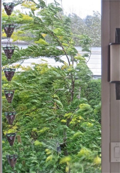Meanwhile the poor tree was being battered from one direction then the other. the wind went on all night and all day today. but it seems just fine now that the winds have abatted.