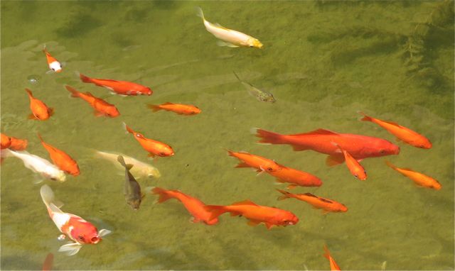 The fish and the water lilies above make for a very pretty water feature.