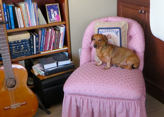 After an hour of holding her I had to put her down to go to the bathroom. I came back to find her up on this chair. It used to be part of my Victorian sitting room when we had our 5000 sq ft home way back when.
