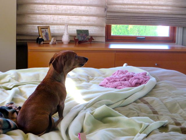 Carmeh loves to look outside but we can no longer allow her to jump to the front window to look out at the street. It occurred to me the other day to open a bedroom window where while on the bed she can look down the road.