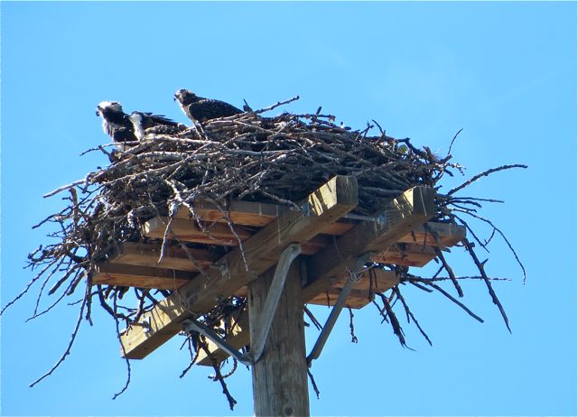 Looks like someone actually built a platform over the utility pole.