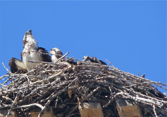 It's an osprey nest.