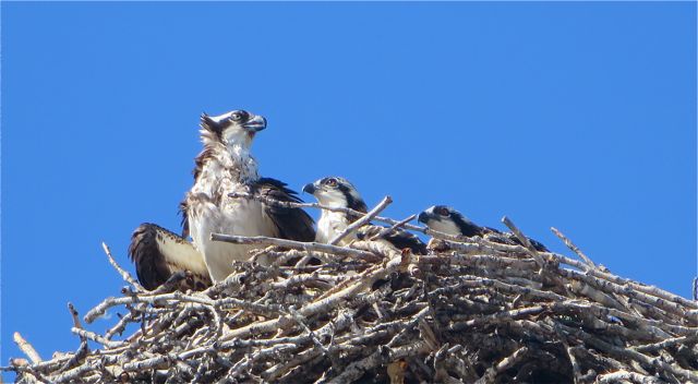 I think my wee camera did a grand job. Can you imagine what Colin could with his camera never mind Al from the Bayfield Bunch.