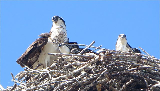 It was over 34C and mamma was hot and was spreading her wings and opening her mouth. Poor thing.