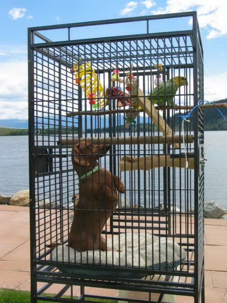 Carmeh loved our parrot Cheikka and 