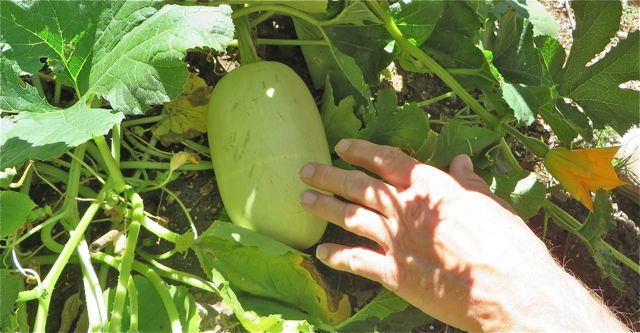 You are allowed to pick one spaghetti squash per family. The only rule is that is must be at least 7 - 8 inches long.