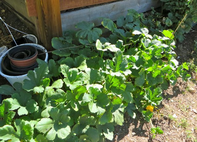 Last year a volunteer with lots of spare time created several small public gardens throughout the park.