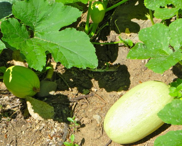 Yes, this was our squash. Personally I would have left it grow for several more days but I knew it would be gone by the next day so we claimed it. Hard to see but in
