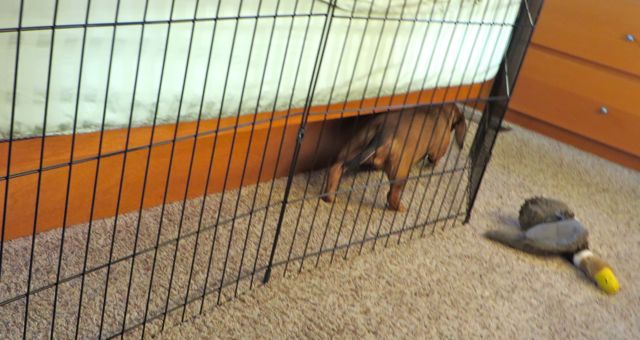 Yesterday I found Caeli going back & forth between the bed and the dog fence. She somehow got in behind and was trapped.