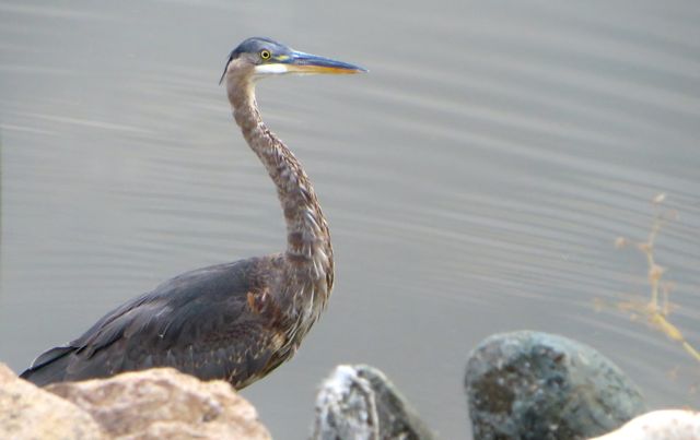 Sometime in the last 10 days we had a very special visitor to our beach.