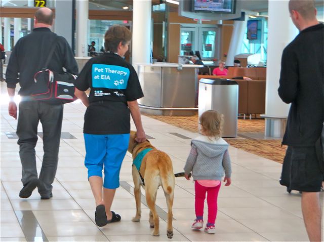 Pet therapy at the airport. It certainly made this little girl's day and her Dad ( on the right ). I saw her running up and down about half an hour later. L