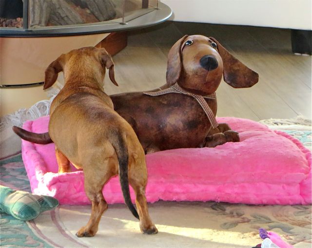 Slowly she checked out the new guy.
