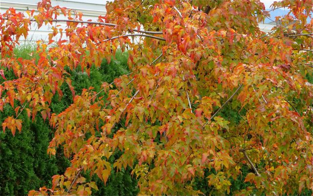 Our Maple is turning into a very colorful tree.
