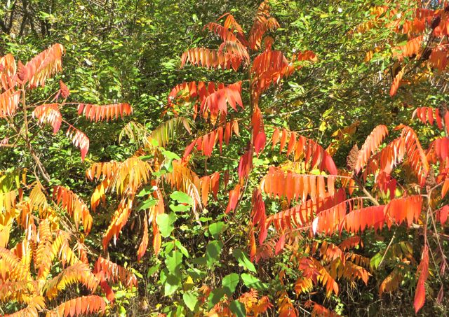 Such gorgeous color in this s Sumac tree.