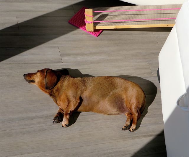 Caeli can't get enough heat from the sun.
