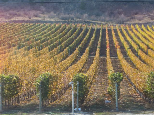 It was spectacular to see all the colors of the vineyards. Fall is such a colorful time.