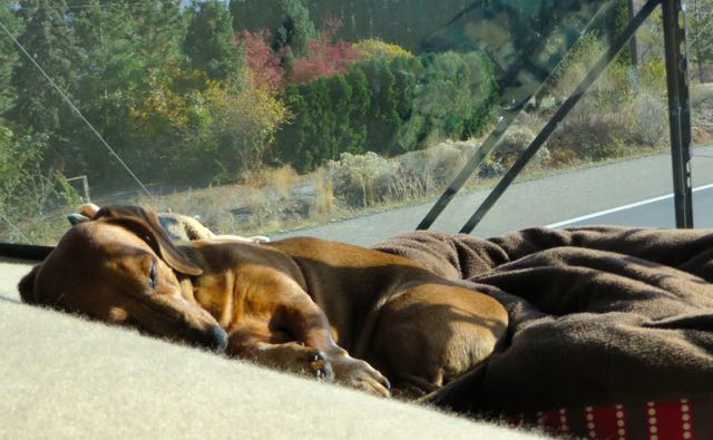 Finally after 3 hours she took a nap in the sun on the dash.