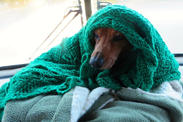 After doing her business at 6:45AM. Carmeh was shivering more than imaginable.