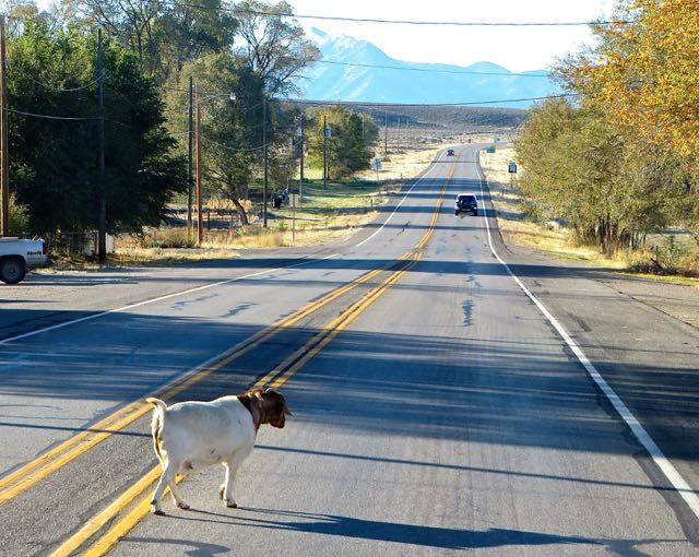About 40 minutes south of Ely, in Lund, we had to stop so this goat could cross the road. He simply took his time and was very majestic about it all.