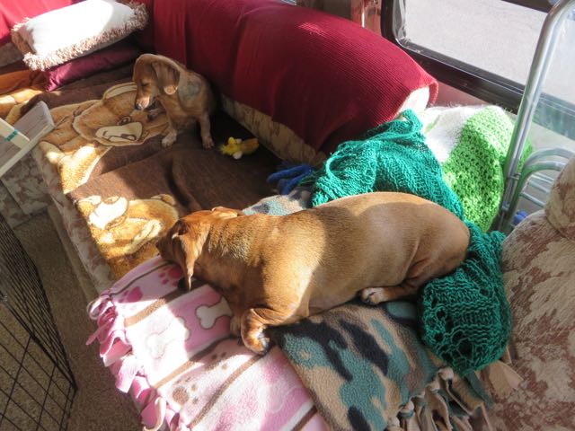 The girls were happy to hang around as it was a tad cool outside. Caeli is laying on a pile of dog blankets piled between to sofa and the recliner. She was slowly sinking into the crack.