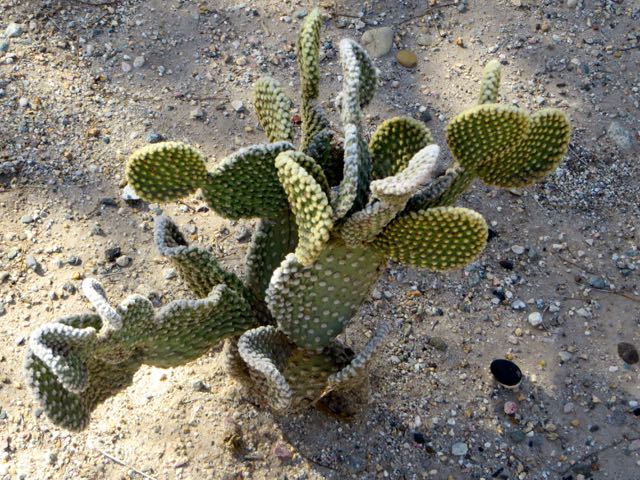 Loved this cacti, very unusual but a local plant.