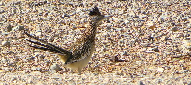 Great roadrunner shot if I say so myself :)