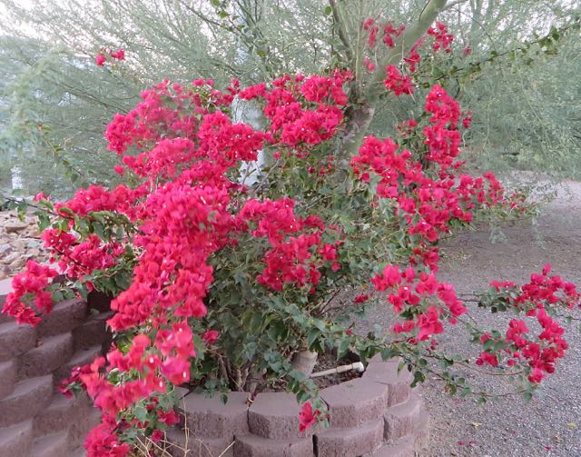 My first bouganvillea.
