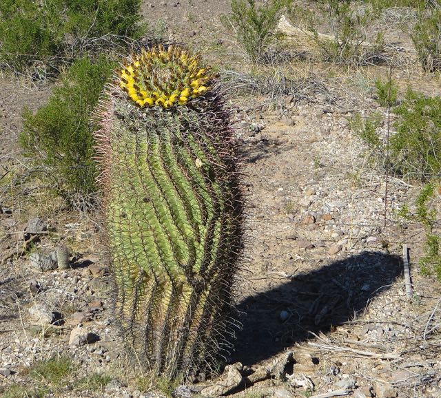 One of the first things we saw in the park, an about to bloom cacti.