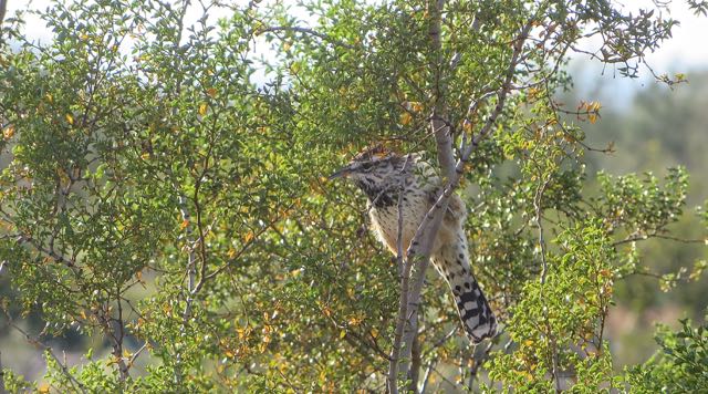 Hopefully someone knows what type of bird this is.