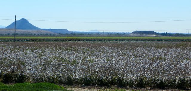 Taken just North of Tuscon. Are these cotton fields?