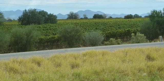 Finally some fields of grape vines, the promise of things to come.