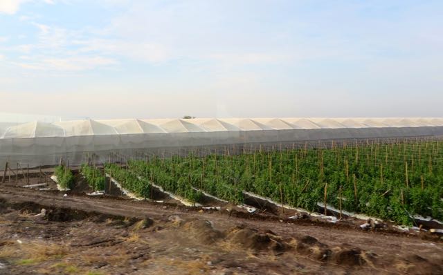 Sinaloa is a mostly agricultural state especially around the Culiacan area.