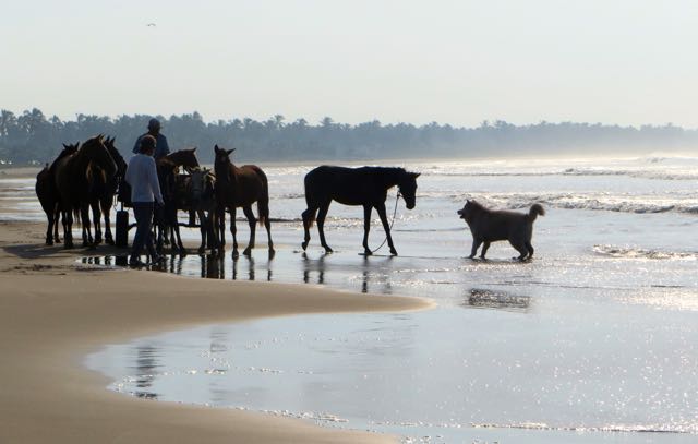 On our beach walk Wednesday morning we saw this huge dog barking and nipping at the horses.