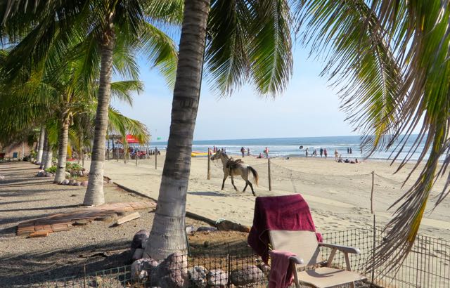 Lots of extra beach activity at the moment. NOt sure how he found his way in but he did have trouble finding his way out. He was very happy to be free as he cantered up the beach.