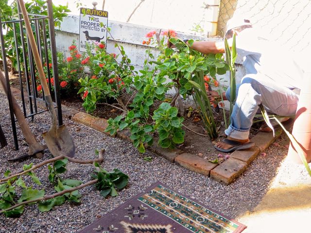 Lots of things crossed off the set up list Friday including getting Ismael to remove a plant and to transplant another it its place.