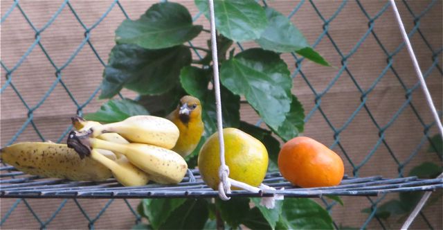 I discovered and oriole nibbling, well actually pecking, at my bananas. I guess the oranges I put out for them aren't enough.
