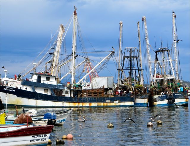 I did manage to take this one photo as we arrived in Mazatlan. A few shrimp boats were in and unloading their catches into that waiting truck.