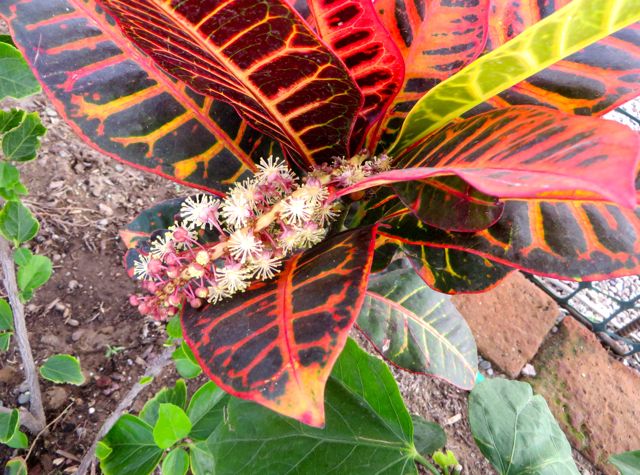 A gift to me from my croton. I have never seen one flower before.