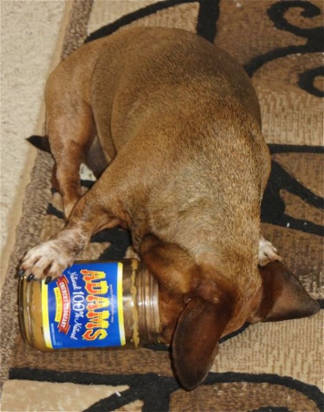 Caeli scored this morning with the end of the peanut butter jar. I wonder if Adams would pay us for this shot.