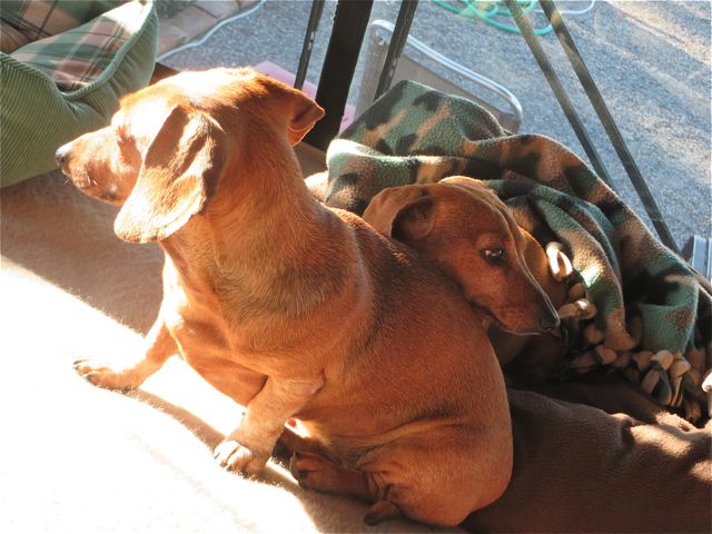 The girls love to sit in the sun on the dash in the morning to keep warm. Caeli was already up there laying in her bed when Carmeh put herself in frotn.