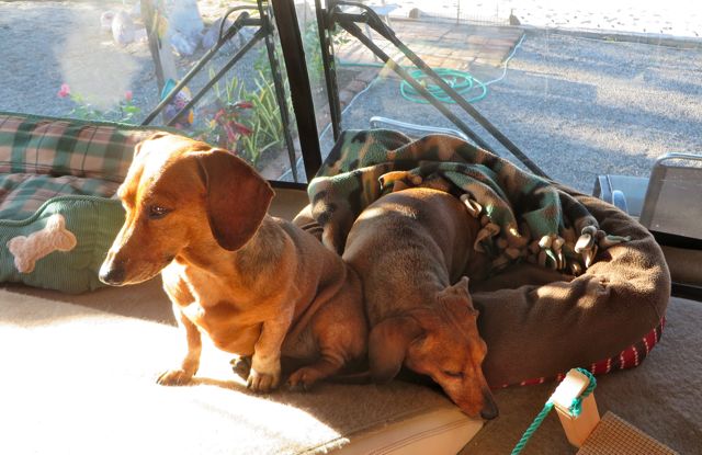 They really do love hanging out together.