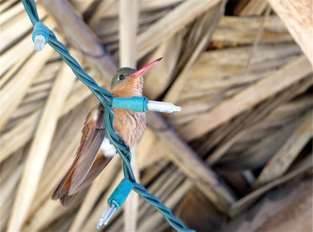 Our personal resident hummingbird. He ( I just know it is a he ) sits in the same spot every day and mosty moves to chase other hummers away from the feeder. The rest of the time we observes us and chatters to us. So fun.