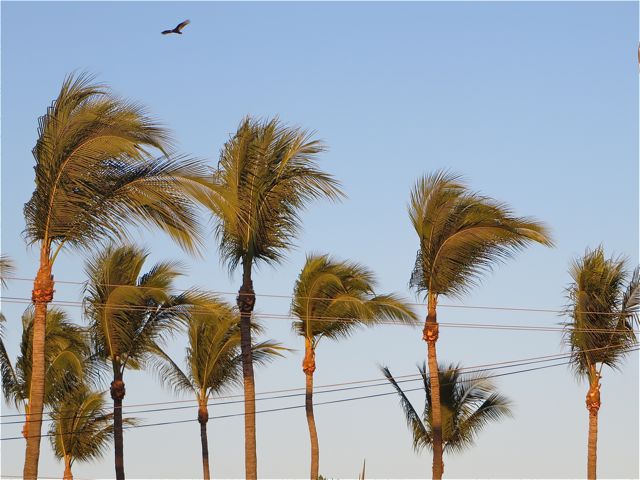 The palms behind us in the botanical gardens got a severe hair cut over the past few days.