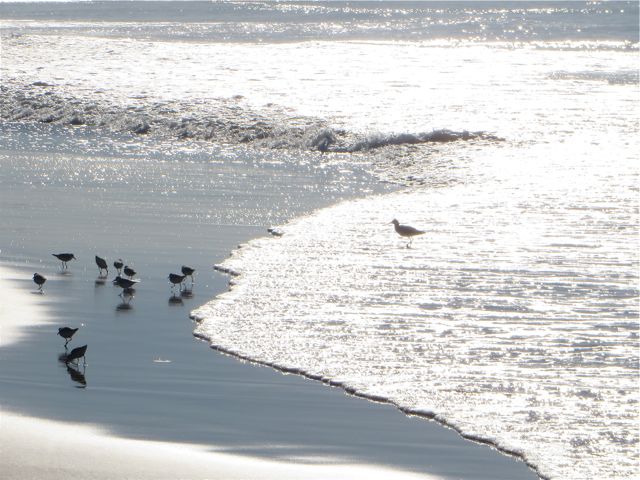 The antics of these shore birds are so fun to watch.