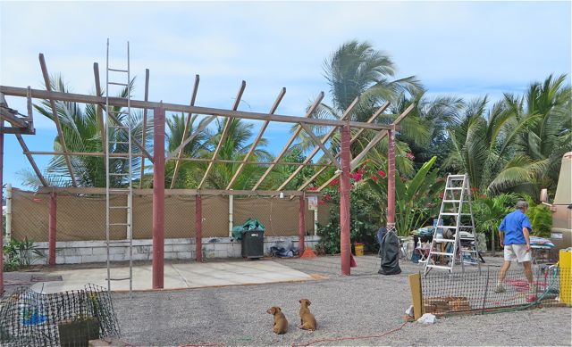 The girls have been so good during this process. In fact they have seldom escaped despite this huge breach in our fencing. I just happened to look over and there they were sitting surveying everything.