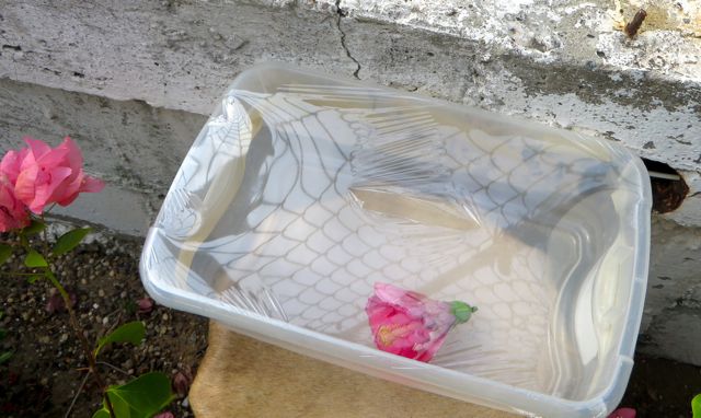 Colin and I both did a good deal of research and iguanas are impossible to get rid of. One site suggested a trap. The best we could do was hope that the critter would go thru the saran wrap to get the flower and would become trapped.