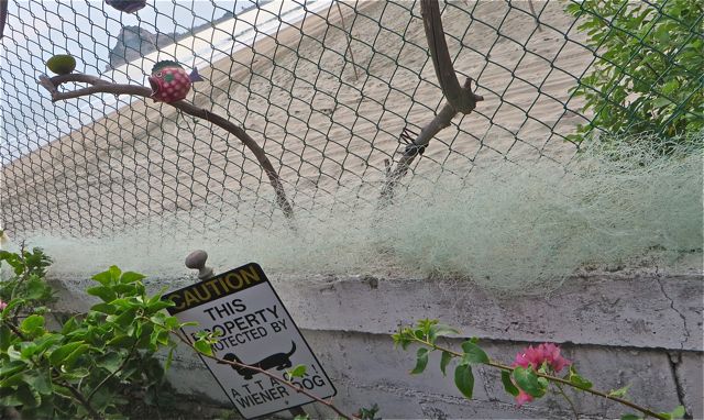 Ishmael, our handyman suggested catching it in a net.