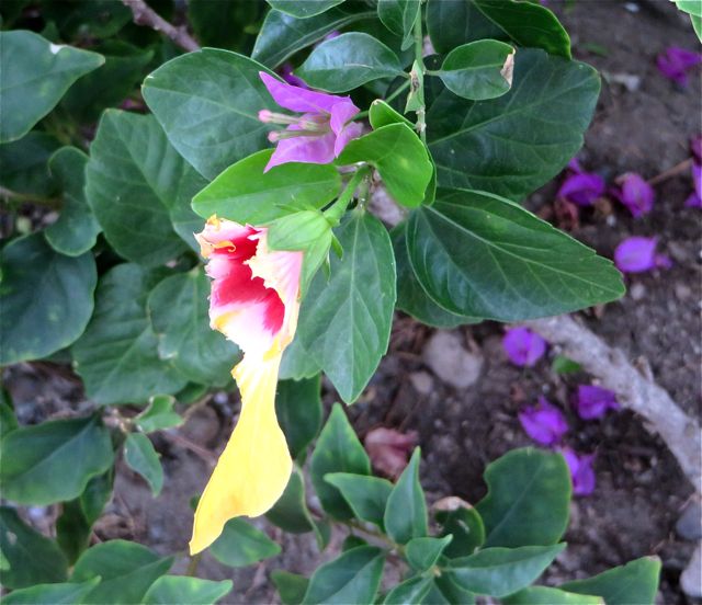 Where did my flower go?